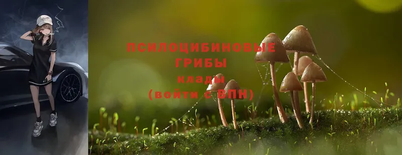 Галлюциногенные грибы Magic Shrooms  Новоульяновск 